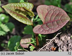 Reynoutria japonica (rdestowiec ostrokończysty)