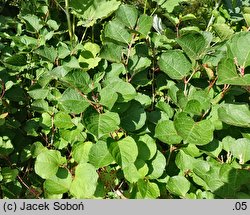 Reynoutria japonica var. compacta Rosea