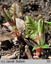 Reynoutria sachalinensis (rdestowiec sachaliński)