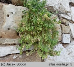 Reseda phyteuma (rezeda mała)