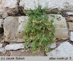 Reseda phyteuma (rezeda mała)