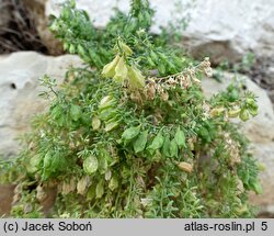 Reseda phyteuma (rezeda mała)