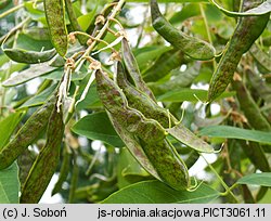 Robinia pseudoacacia (robinia akacjowa)