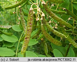 Robinia pseudoacacia (robinia akacjowa)