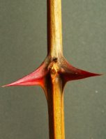 Robinia pseudoacacia (robinia akacjowa)
