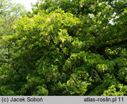 Robinia pseudoacacia Tortuosa