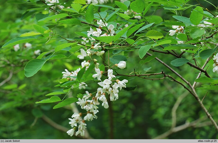 Robinia pseudoacacia Fastigiata