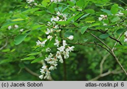 Robinia pseudoacacia Fastigiata