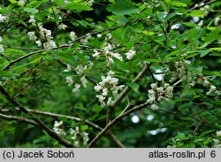 Robinia pseudoacacia Fastigiata