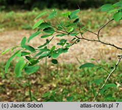 Robinia pseudoacacia Fastigiata