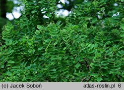 Robinia pseudoacacia Tortuosa