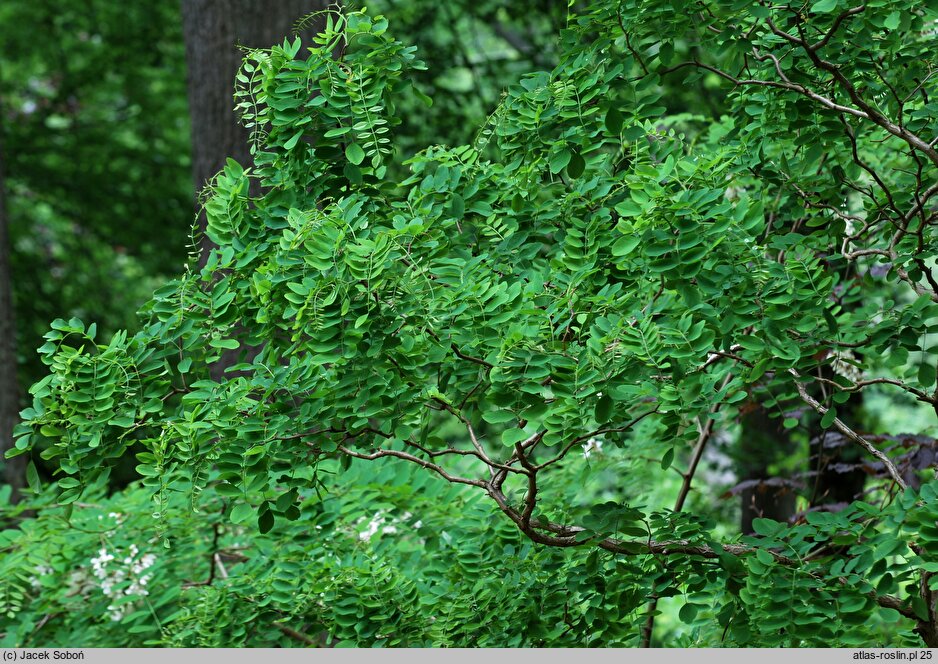 Robinia pseudoacacia Tortuosa