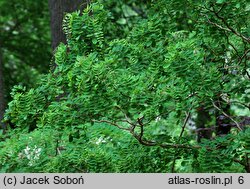 Robinia pseudoacacia Tortuosa