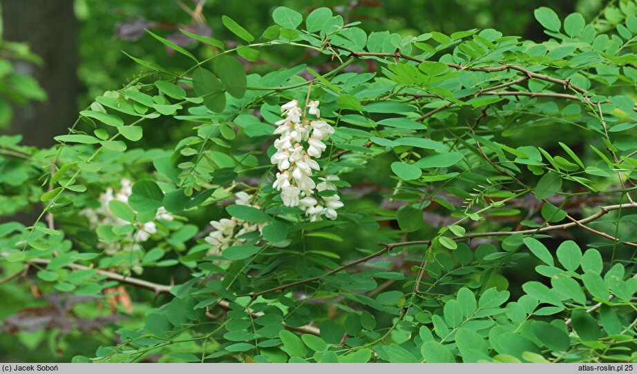 Robinia pseudoacacia Umbraculifera