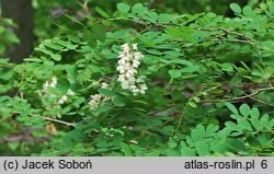 Robinia pseudoacacia Umbraculifera