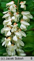 Robinia pseudoacacia Umbraculifera