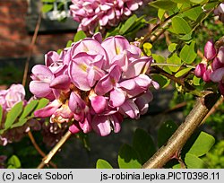 Robinia viscosa