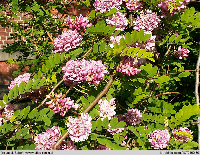 Robinia viscosa