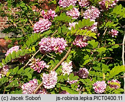 Robinia viscosa