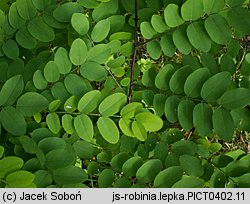 Robinia viscosa