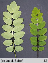 Robinia viscosa