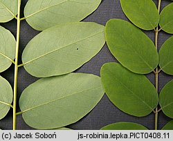 Robinia viscosa