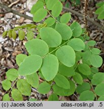 Robinia hispida (robinia szczeciniasta)