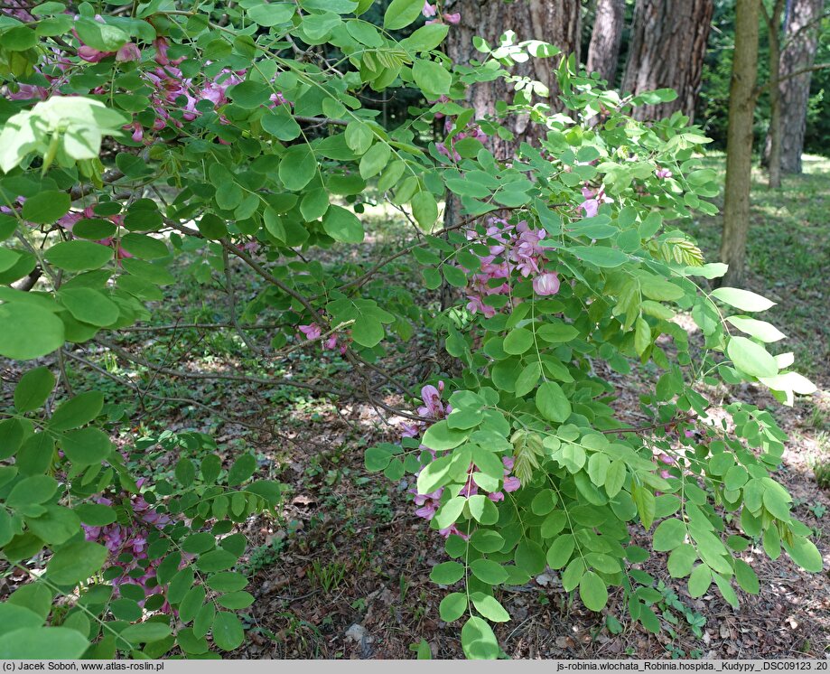 Robinia hispida (robinia szczeciniasta)