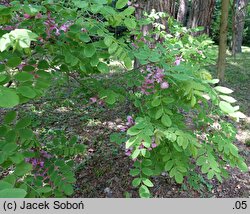 Robinia hispida (robinia szczeciniasta)