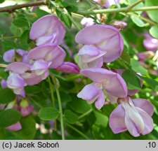 Robinia hispida (robinia szczeciniasta)