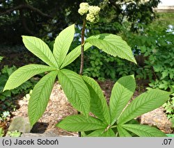 Rodgersia sambucifolia (rodgersia bzolistna)