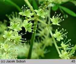 Rodgersia aesculifolia (rodgersia kasztanowcolistna)