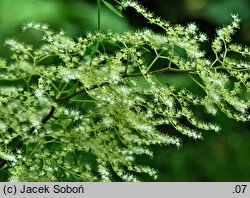 Rodgersia aesculifolia (rodgersia kasztanowcolistna)