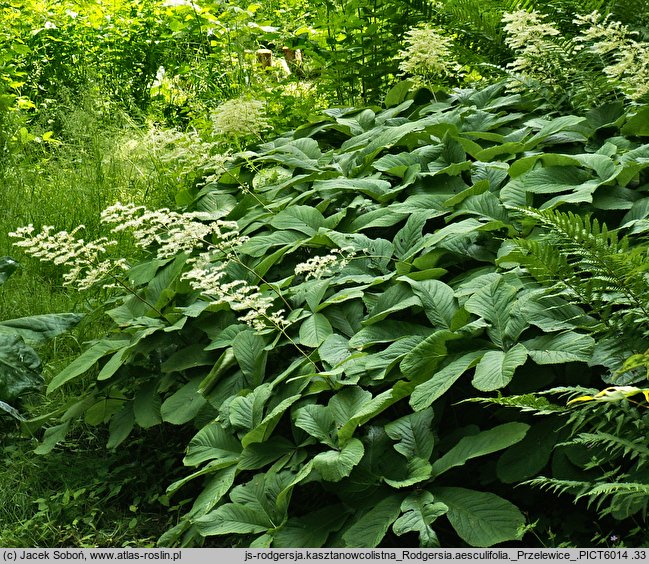 Rodgersia aesculifolia (rodgersia kasztanowcolistna)