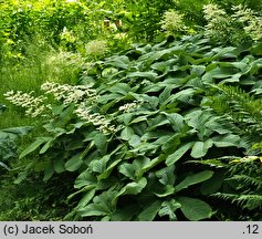 Rodgersia aesculifolia (rodgersia kasztanowcolistna)