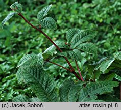 Rodgersia pinnata (rodgersia pierzasta)