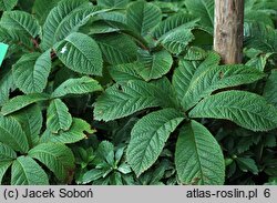 Rodgersia pinnata (rodgersia pierzasta)