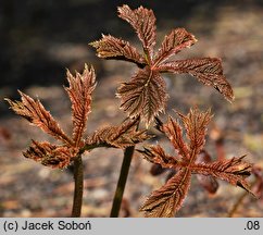 Rodgersia podophylla (rodgersja stopowcolistna)