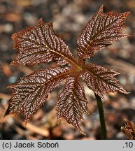 Rodgersia podophylla (rodgersja stopowcolistna)