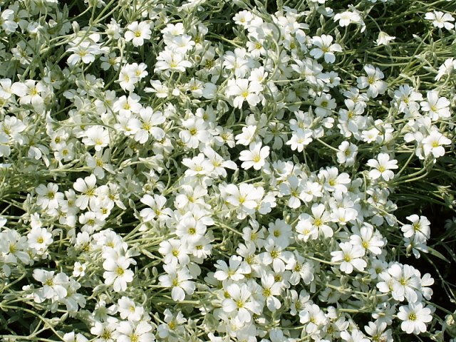 Cerastium biebersteinii