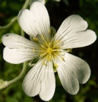 Cerastium biebersteinii