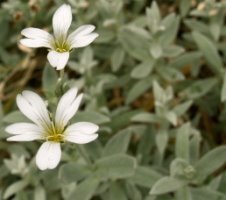 Cerastium tomentosum