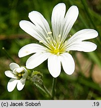 Cerastium arvense