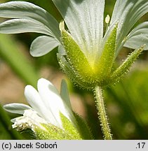 Cerastium arvense