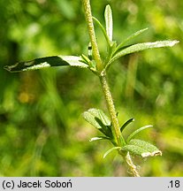 Cerastium arvense