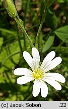 Cerastium arvense