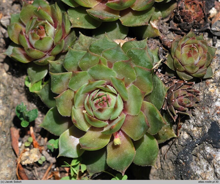 Sempervivum tectorum Elegans