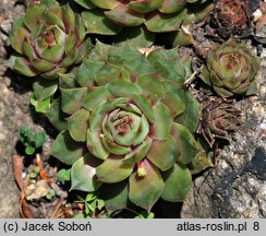 Sempervivum tectorum Elegans