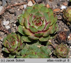 Sempervivum tectorum Elegans