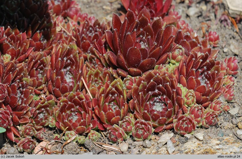 Sempervivum tectorum Commander Hay